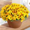 imageLifewit Artificial Flowers Daisy for Outdoor Indoor 6 Bundles Plastic Fake Flowers Mums for Home Garden Decor Porch Window Box Faux Realistic Plants with UV ResistantYellowYellow