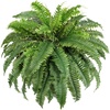 image:imageLifewit Artificial Fern Bush Faux Fern Plant with 96 Large Fern Fronds43 55 Fronds